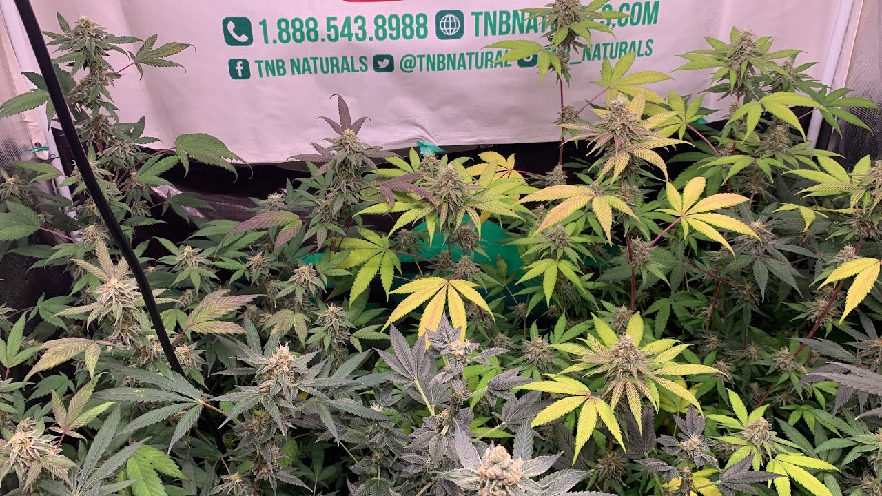 Wall To Wall Buds COLOURS OF LOVE