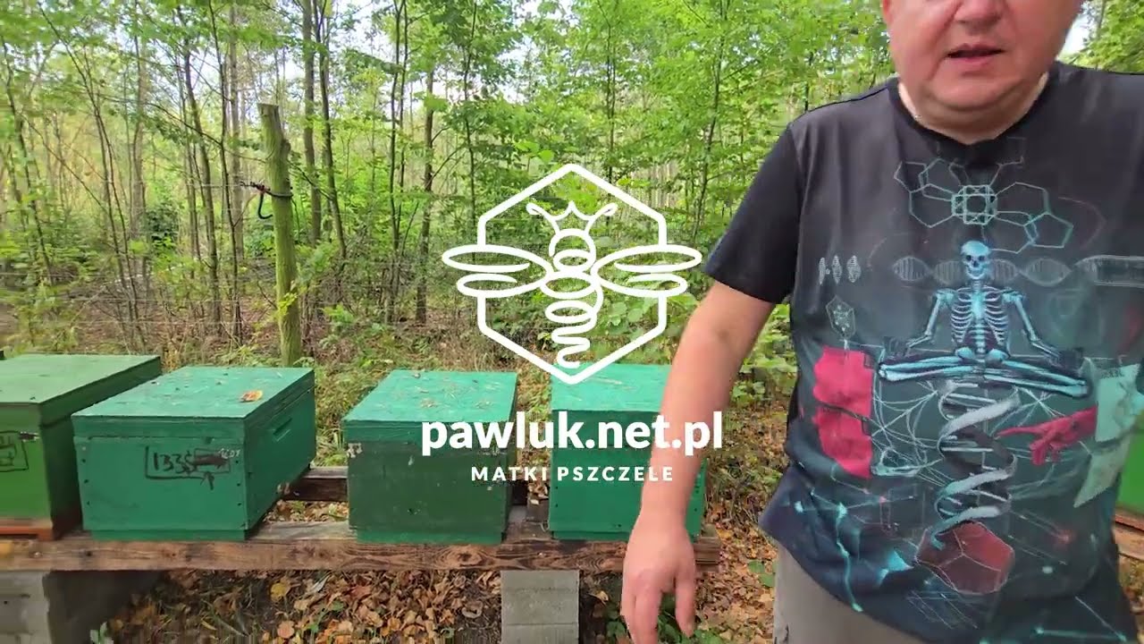 jak karmić, leczyć i zimować pszczoły Buckfast, matki pszczele na 2026 rok