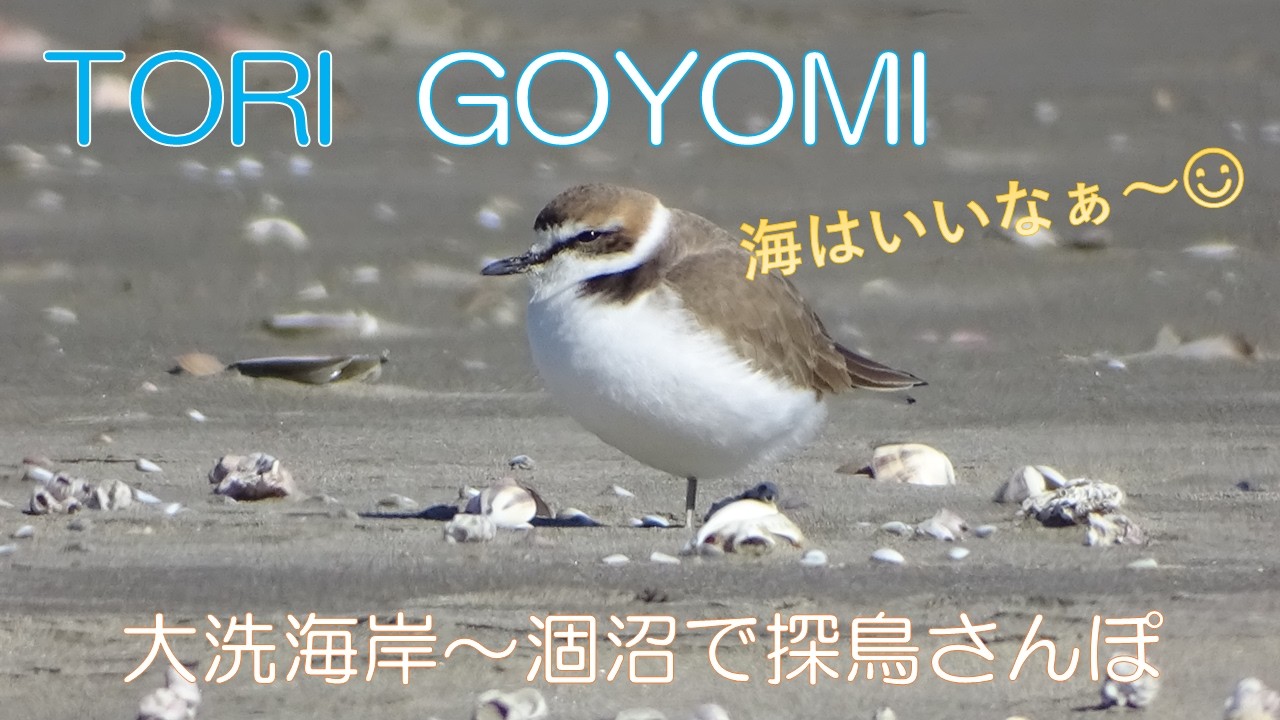 2026・1・20~23大洗サンビーチ＆涸沼の探鳥散歩
