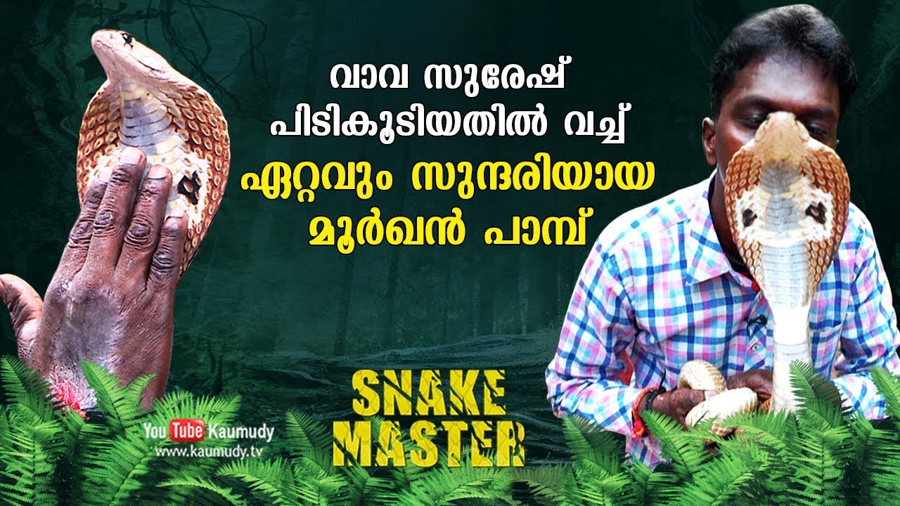 WOW! The most beautiful Cobra rescued by Vava Suresh | Snakemaster | Latest Episode