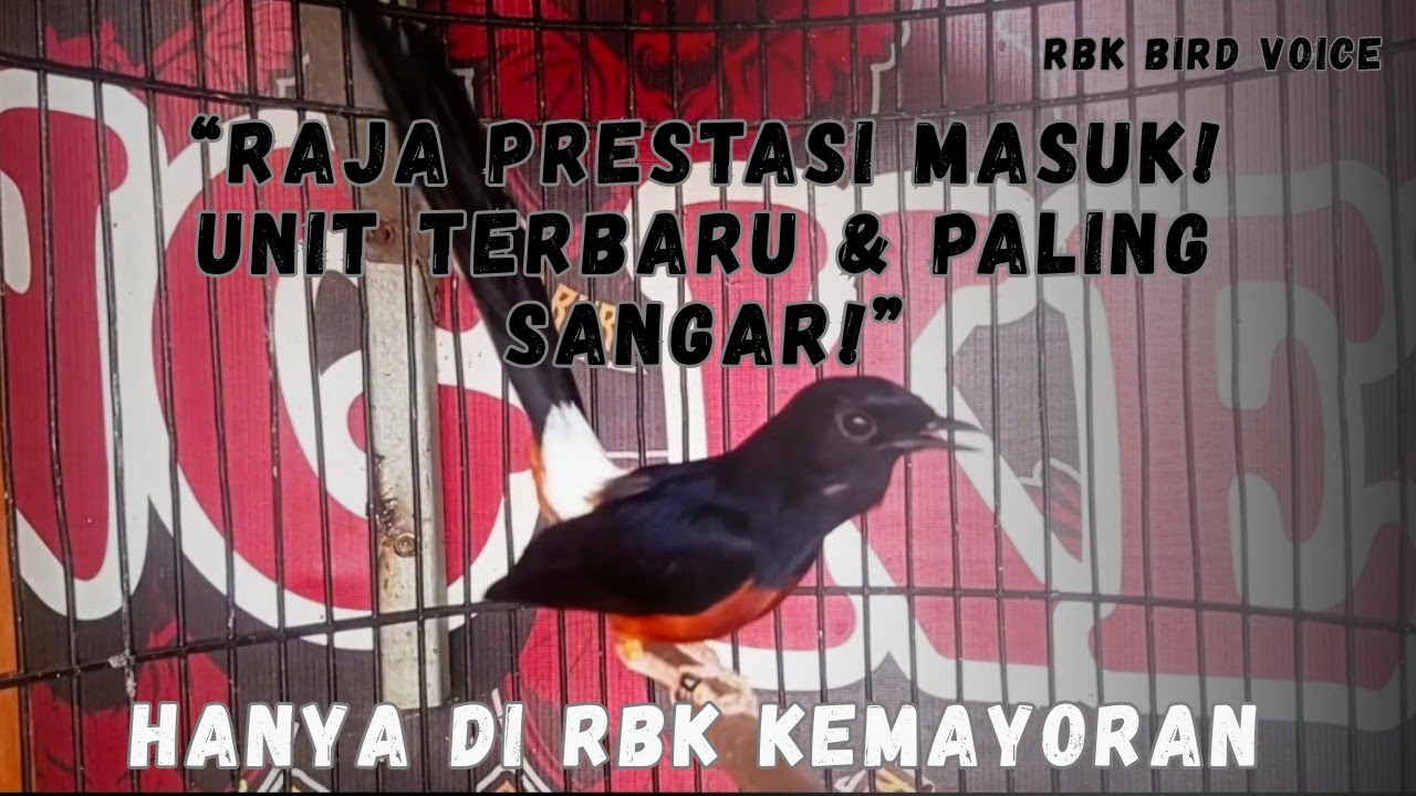 🔥 «СТРАШНО!! САМЫЙ ДЕШЕВЫЙ ДОСТИЖЕНИЕ МУРАЯ БАТУ ВХОДИТ В РБК!!»