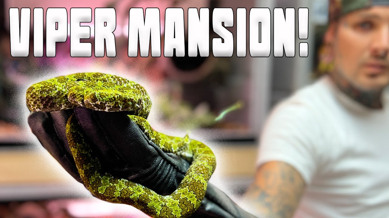 Mangshan Viper Mansion! * SUPER RARE SNAKES *
