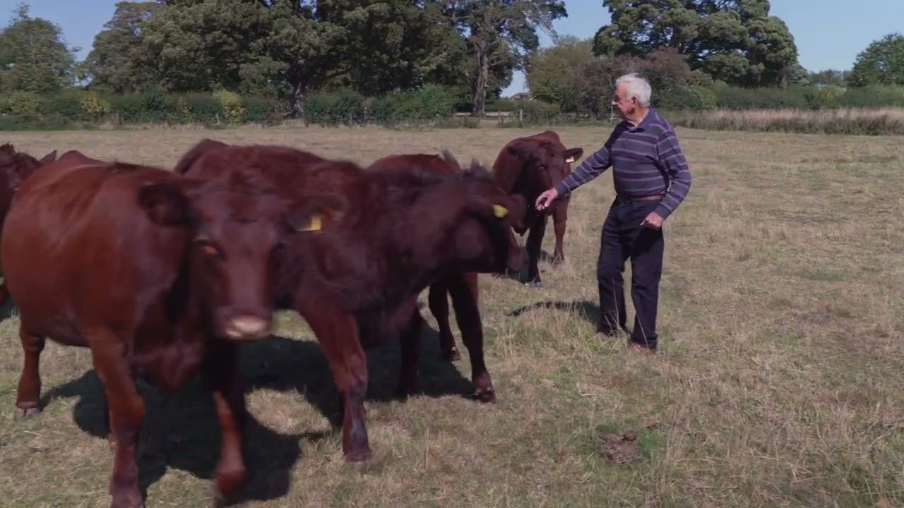 Dispersal Sale of the Donington Herd of Pedigree Lincoln Red Cattle for R G Parkinson & Sons