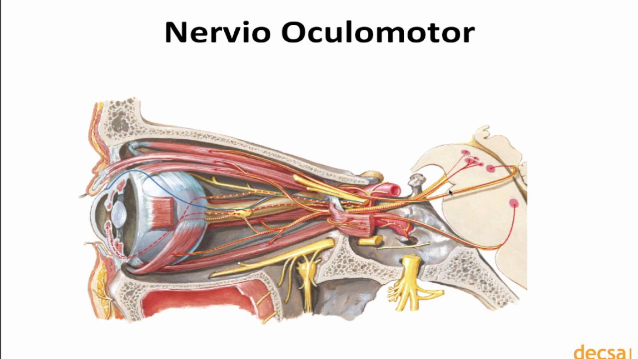 Nervio Oculomotor y Troclear - Anatomía
