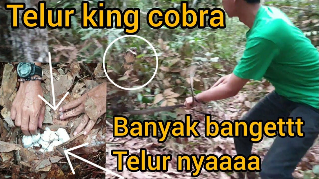 TERNYATA SEPERTI INI KETIKA ULAR KING COBRA MEMBUAT SARANG UNTUK TELUR NYA