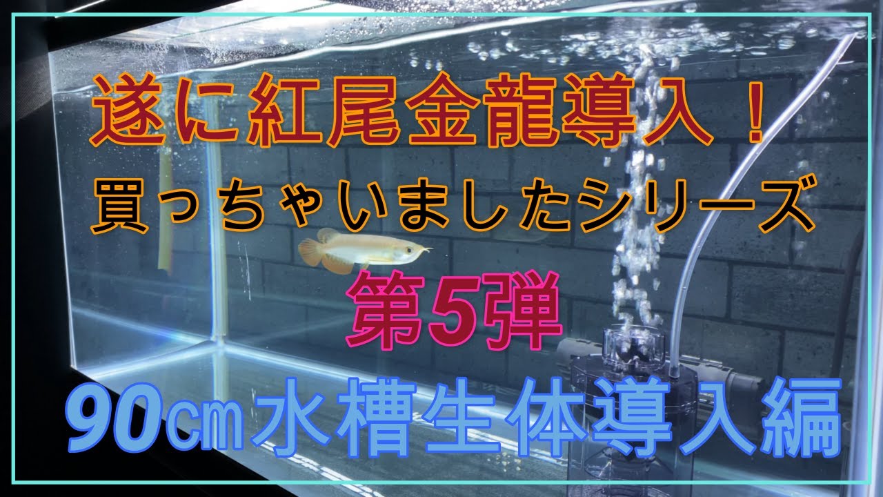 【買っちゃいましたシリーズ vol.5 】90㎝水槽生体導入編！紅尾金龍購入‼