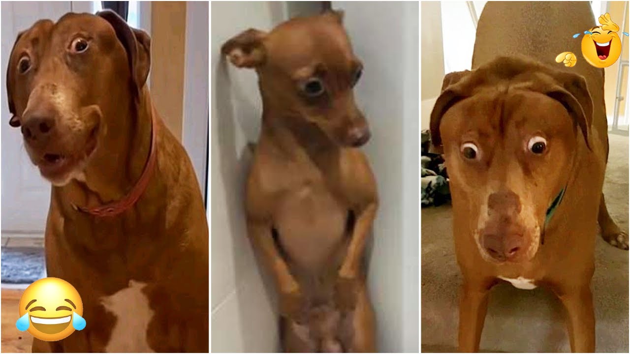 Try Not To Laugh 😂🤣 | Dogs Doing Stupid Things Compilation #1