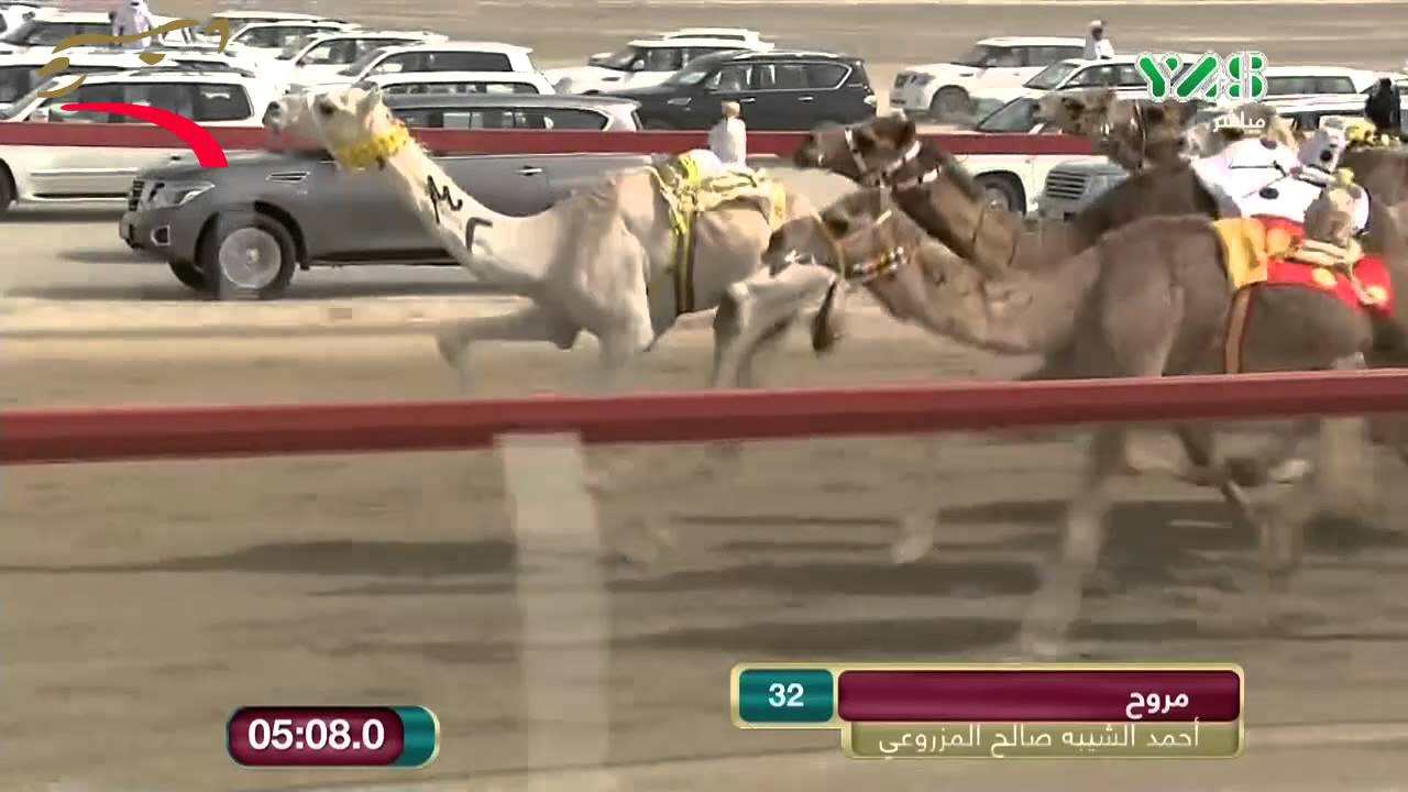 مهرجان قصر الحصن- حقاقة 4 ك- 10-3-2015 م- ش2 مروح لأحمد الشيبه صالح المزروعي ت:5:55:2