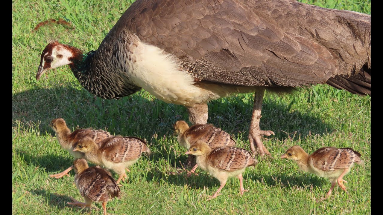 Six June Peachicks