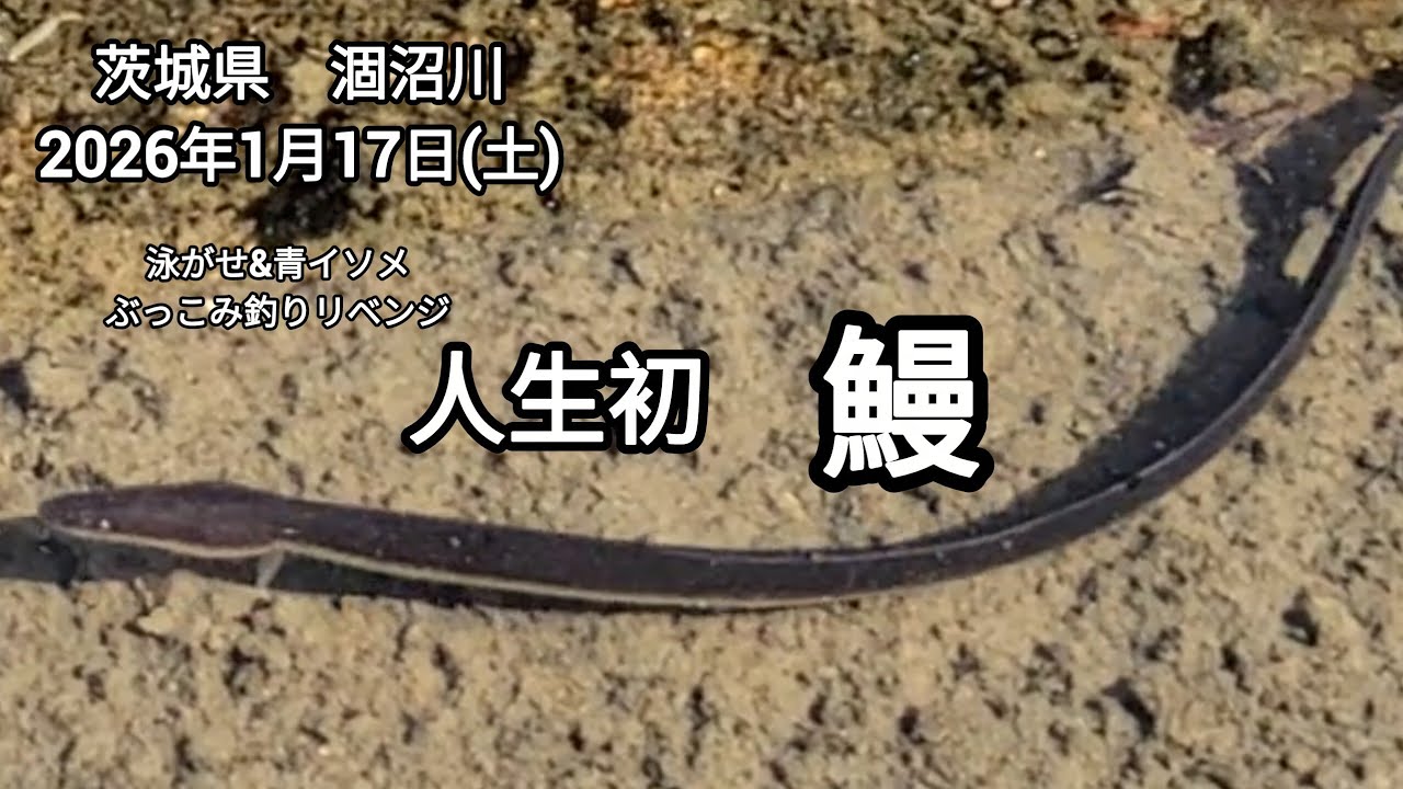 [　茨城県　涸沼川　]　[　人生初　うなぎ　]　[　他、泳がせ&ぶっこみ釣りリベンジ　]　2026年1月17日(土)　#曲/人魚のラテ
