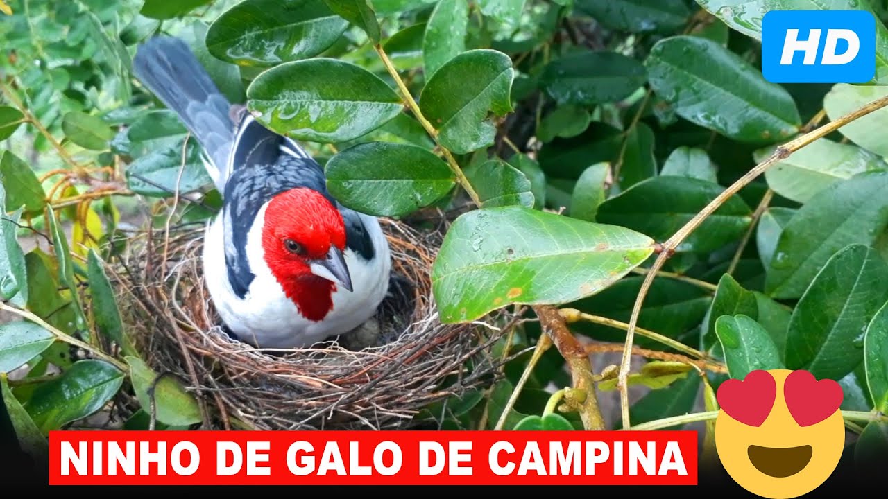 ENCONTREI UM NINHO DE CARDEAL (GALO DE CAMPINA) NA NATUREZA -  IMAGENS EM HD!