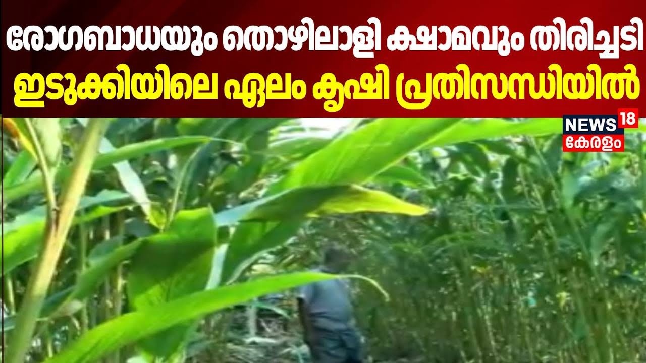 രോഗബാധയും തൊഴിലാളി ക്ഷാമവും തിരിച്ചടി  ഇടുക്കിയിലെ ഏലം കൃഷി പ്രതിസന്ധിയിൽ | Idukki | Cardamom