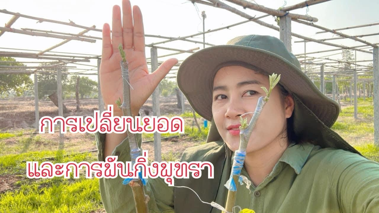 การเปลี่ยนยอดและพันกิ่งพุทรา