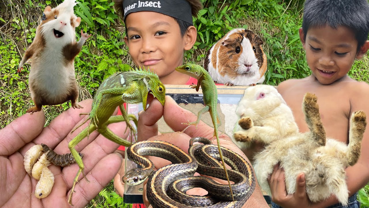 Seeing a rabbit belonging to a kid‼️catch guinea pig, frog, larva, snake, chameleon