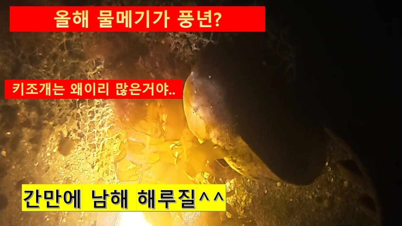 겨울철 남해 해루질~ 키조개는 바글바글~ 올해는 물메기가 많네요~