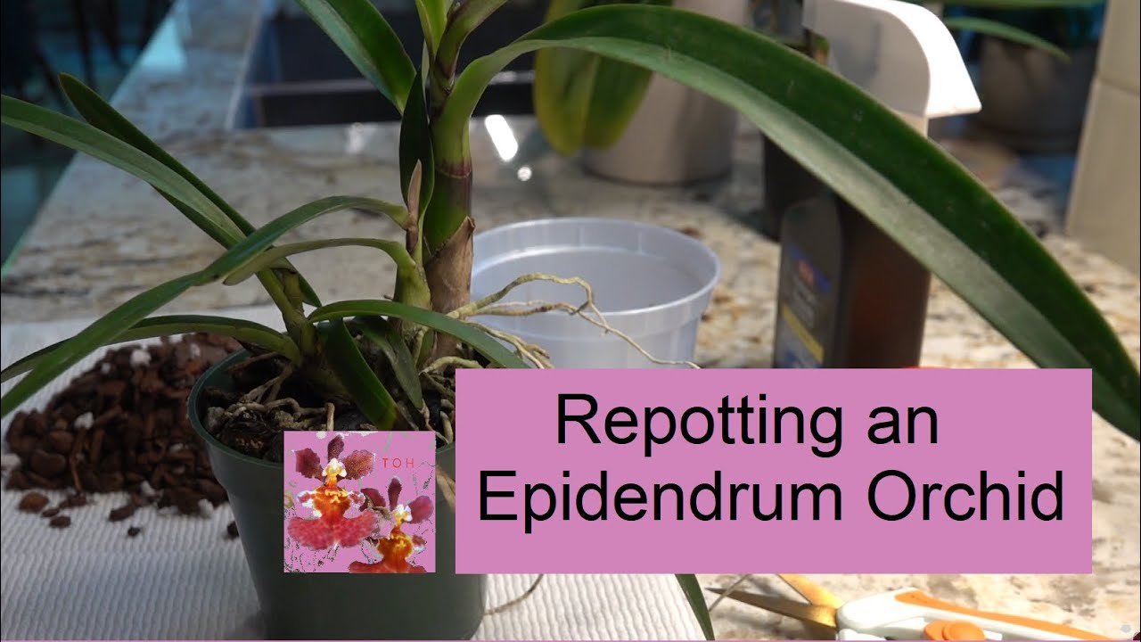 Epidendrum Orchid Repotting | Bag Baby Orchid Gets a New Home | Bye-Bye to Old, Tired Media