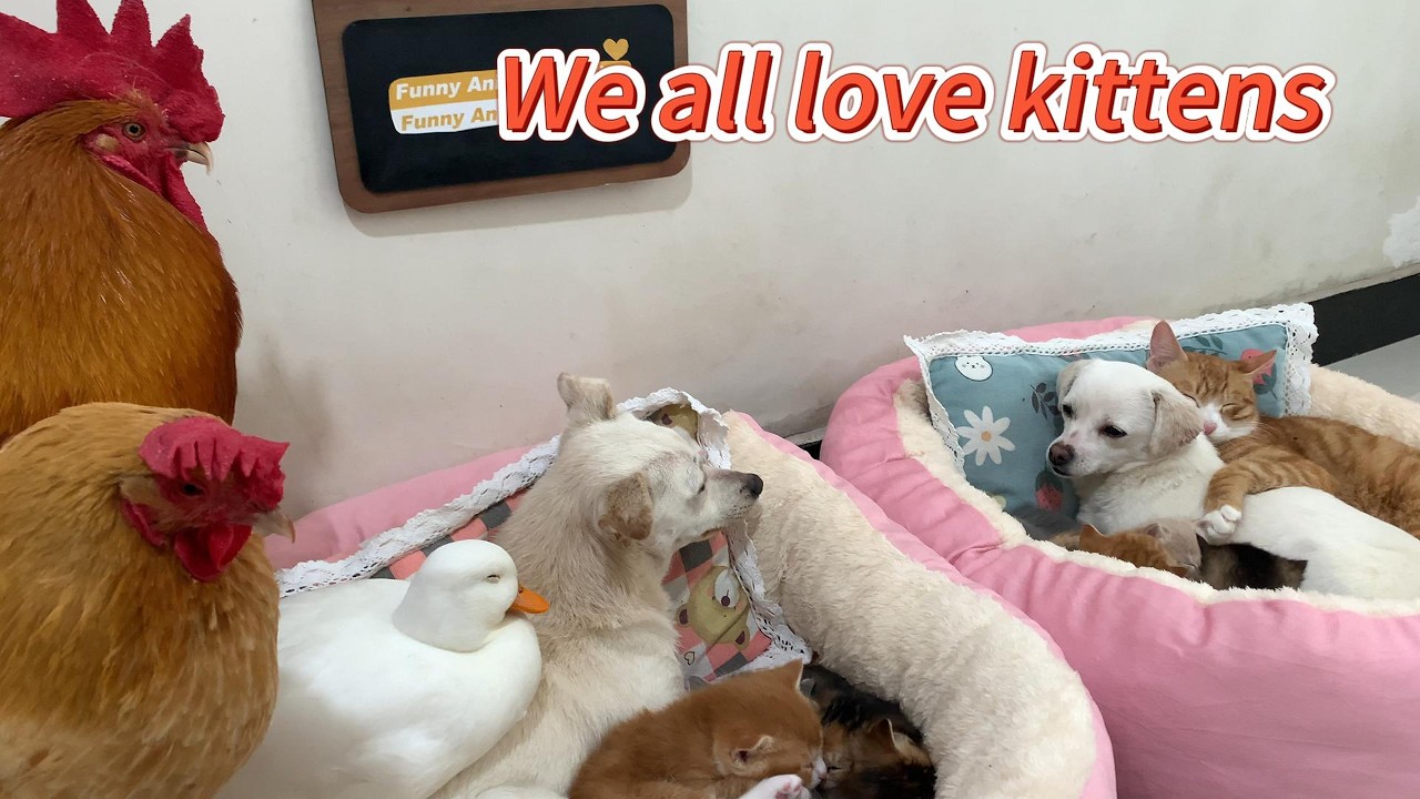 Two puppies help a cat couple take care of 9 kittens, and a duck, rooster, and hen also come to help