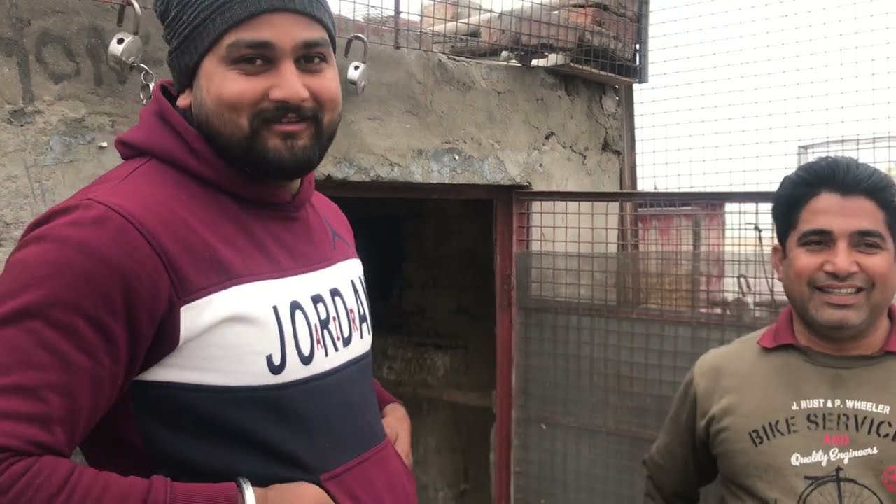 Kabootar Honey Bai de ( Nangal Lubana Kapurthala) | By Jagga Jatt