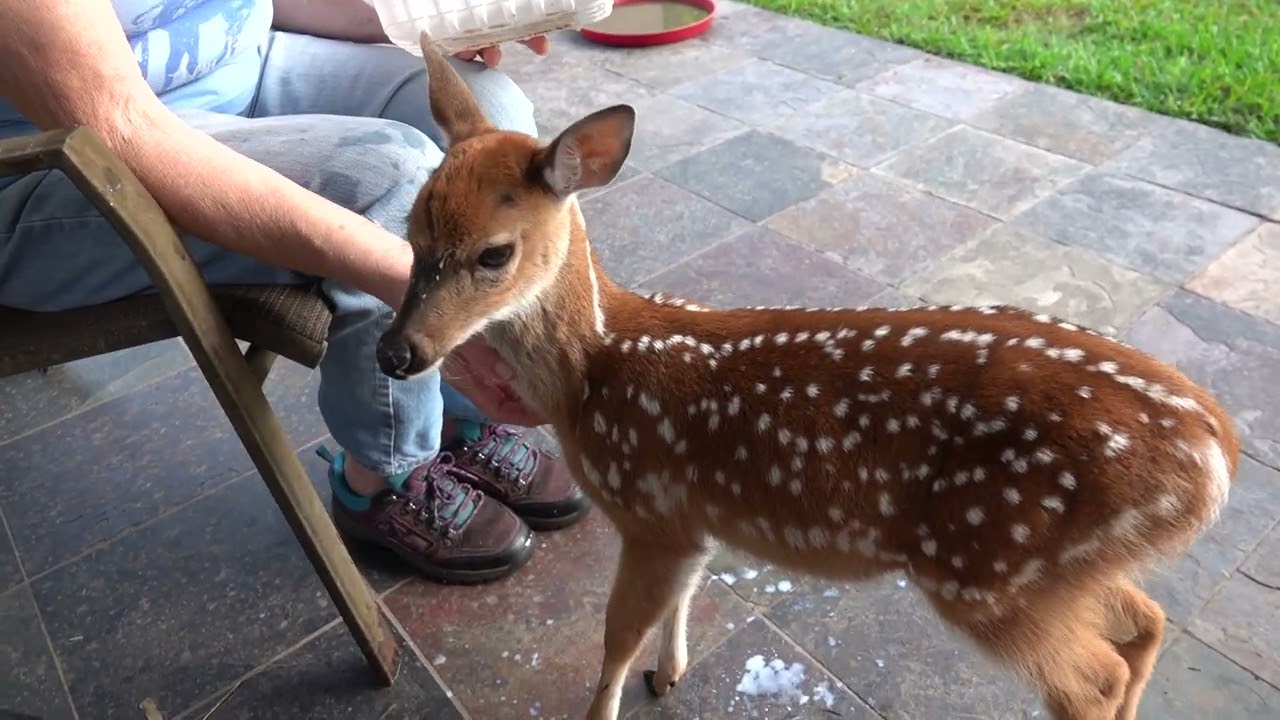 Breakfast with Bambi (day 3)