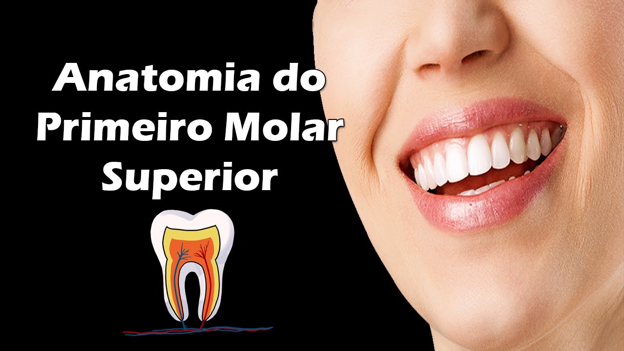 Anatomia do Primeiro Molar Superior - Aula de Anatomia Dental - Dente 16 e Dente 26