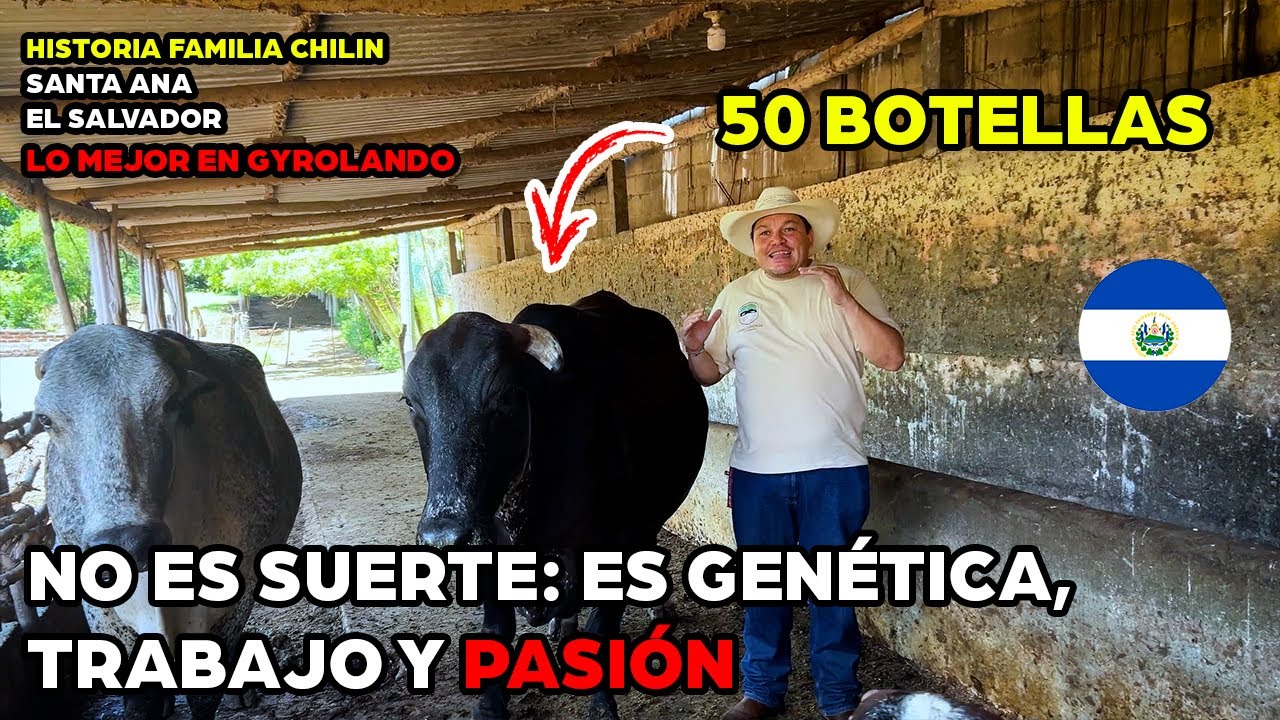 🐮 ¡Impresionante! Así logró esta familia tener uno de los mejores ganados del país 👨‍👩‍👧‍👦🧬
