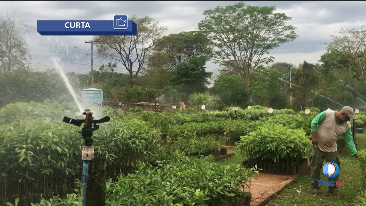 Goi&acirc;nia &eacute; uma das cidade mais arborizadas do mundo