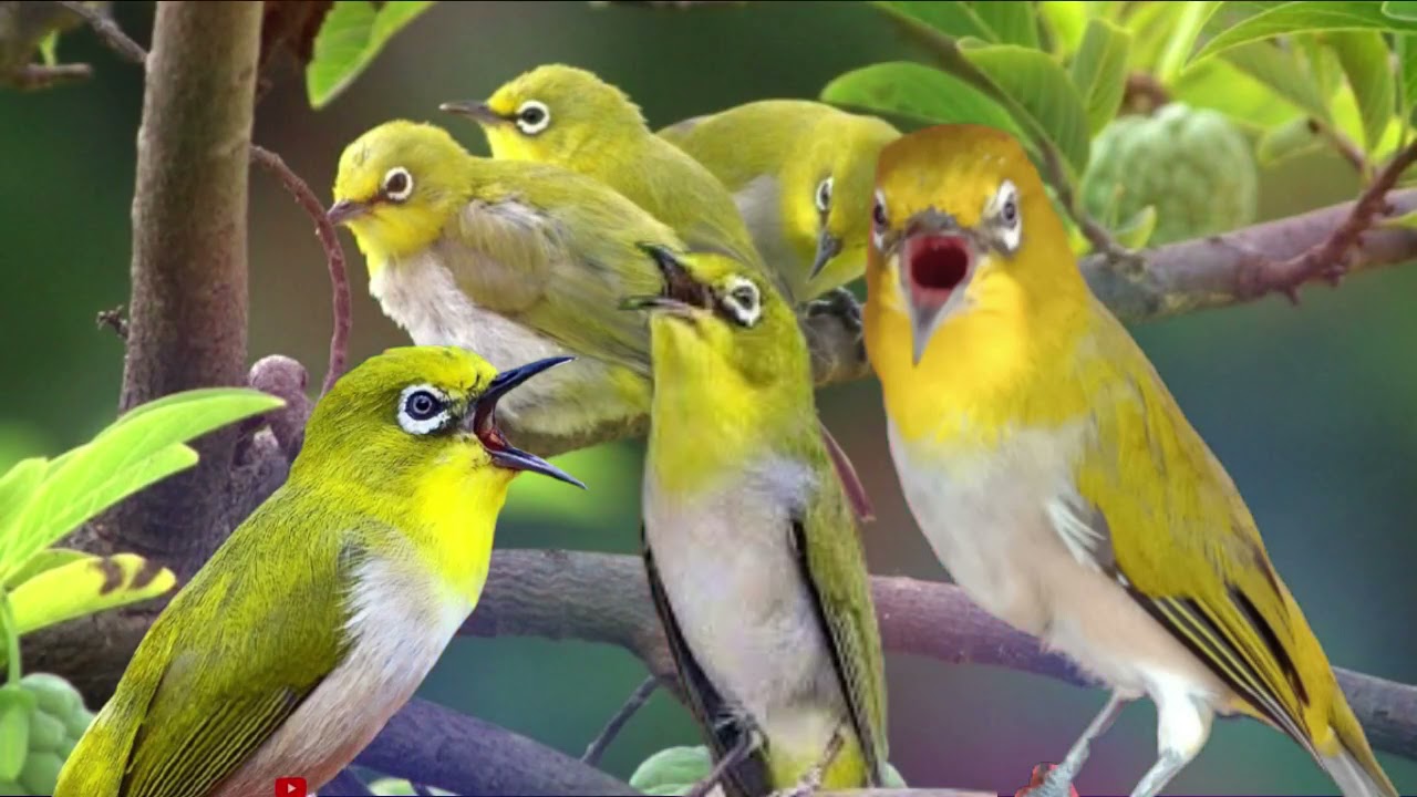MASTERAN, TERAPI, & PANCINGAN PLECI MONTY MONTANUS NEMBAK NGALAS GACOR DIJAMIN LANGSUNG NYAUT 100%