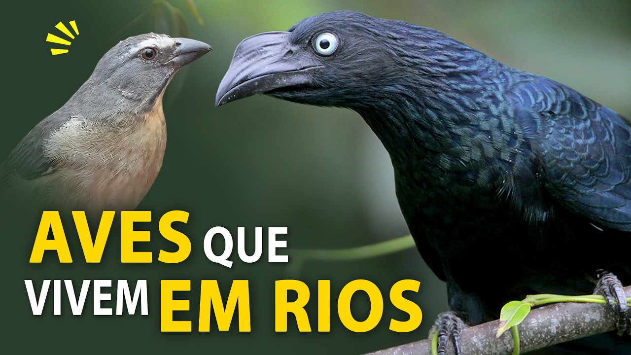AVES dos RIOS: PASSARINHANDO &agrave;s margens de um rio no PANTANAL Sul-mato-grossense
