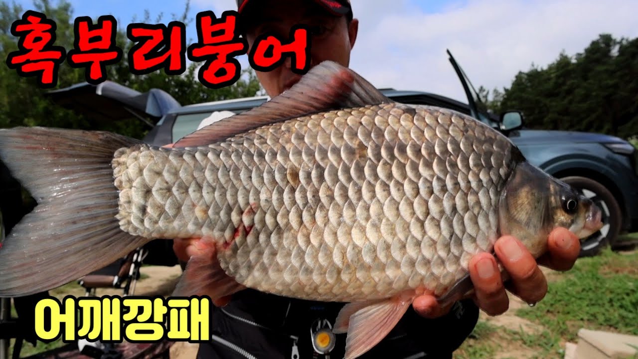 의성에서 만난 깡패 혹부리붕어 체형비율 환상적인 붕어🤗혹부리붕어 보러오세요👍#붕어낚시 #대물붕어 #혹부리붕어 #fishing #대물낚시