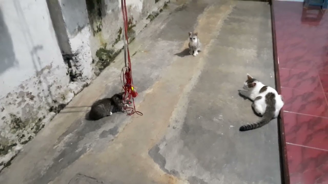 Gang Rumah Jadi Tempat Tidur Kucing di Malam Hari