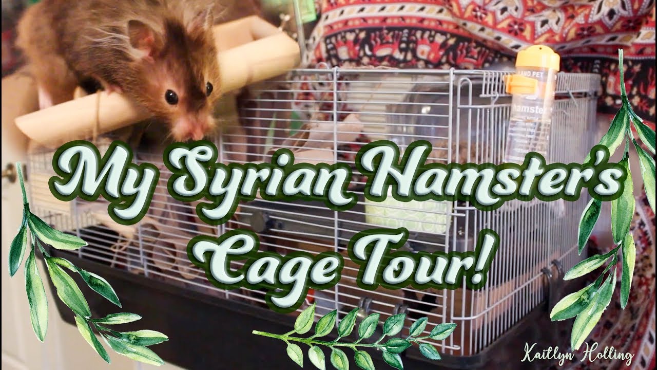 HAMSTER CAGE TOUR | My Syrian Hamster's Cage Tour! + Meet My Syrian Hamster ♡