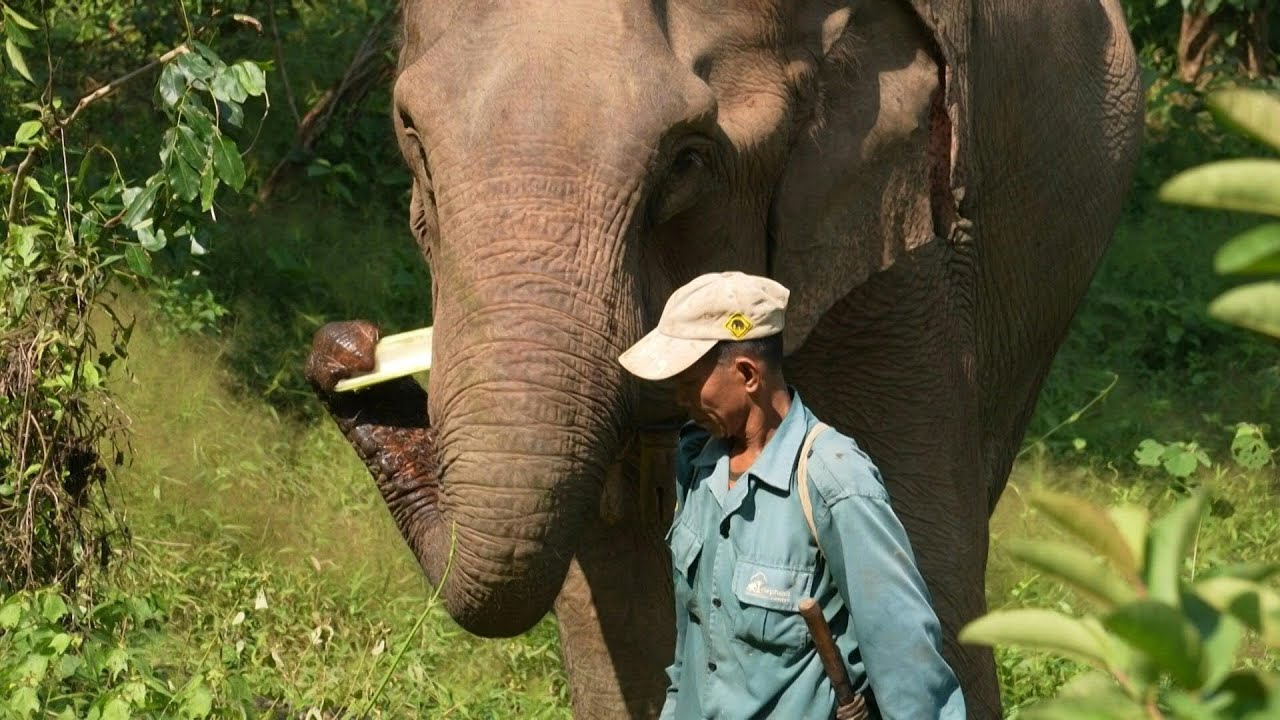 Researchers analyse DNA from dung to save Laos elephants | AFP