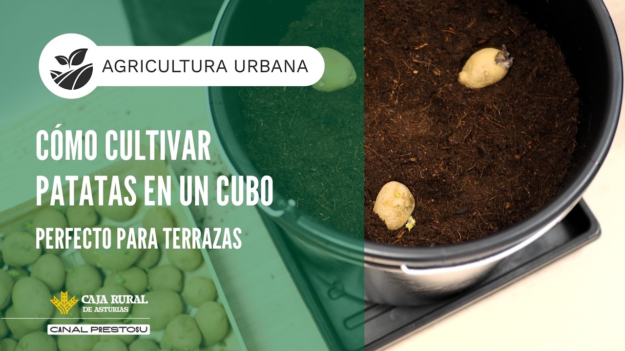 Canal Prestosu | Agricultura urbana: cómo cultivar patatas en un cubo