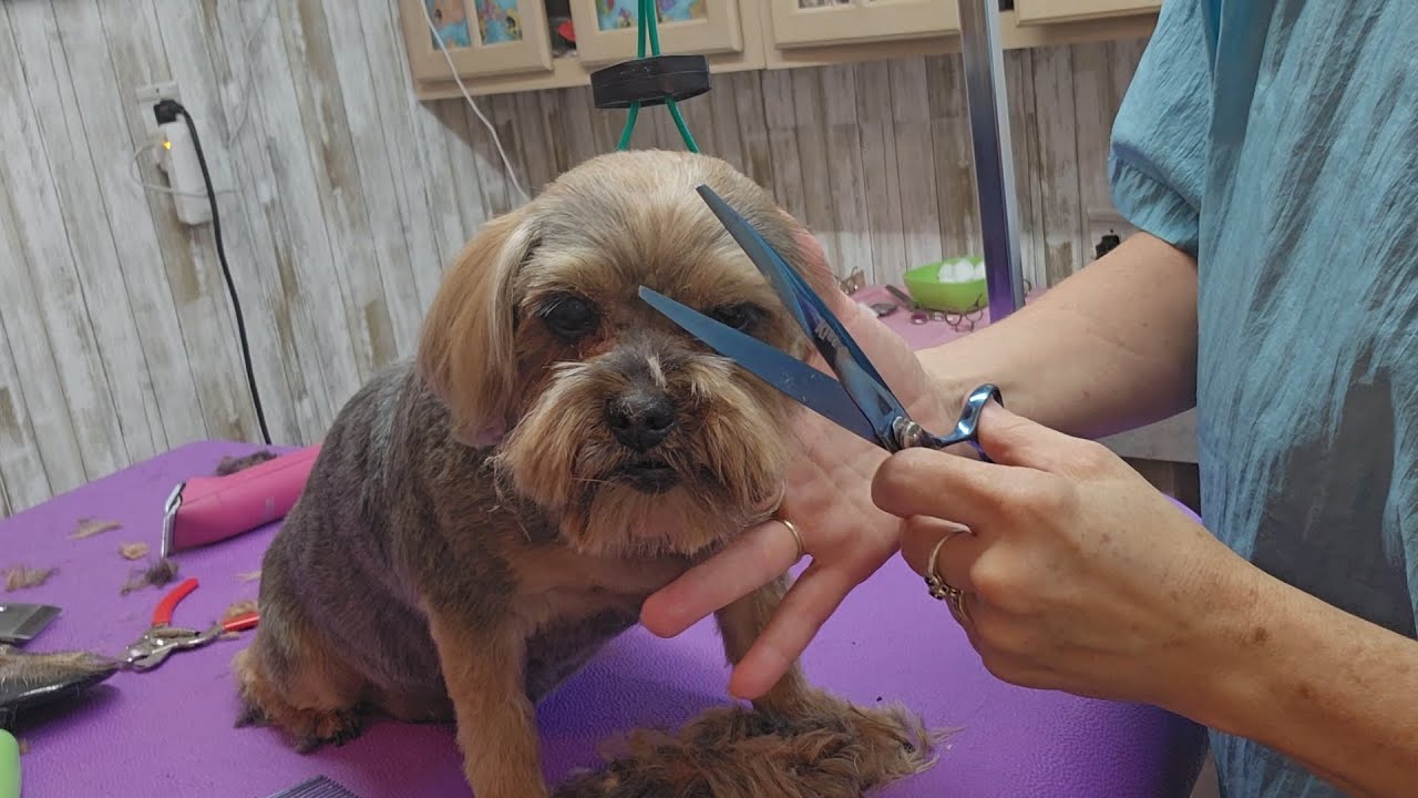 Yorkie-Shih tzu 