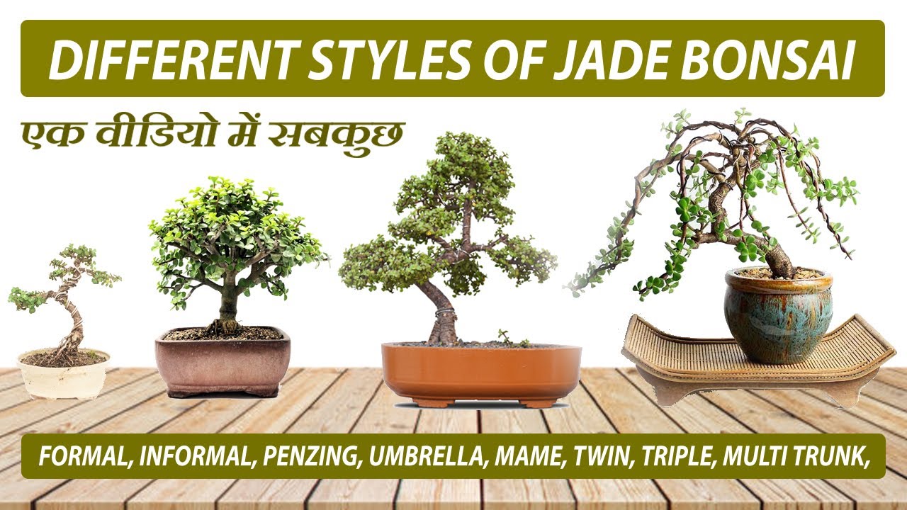 अलग अलग तरह की जेड बोन्साई स्टाइलिंग | Different Styles of Jade Bonsai | Types of Jade Bonsai India