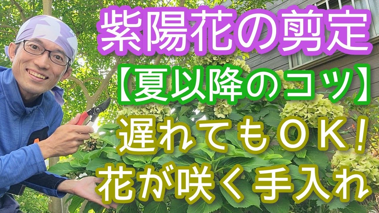 【アジサイの剪定(夏～秋編)】来年も花が咲く手入れのポイント(2024年8月)☝️💐