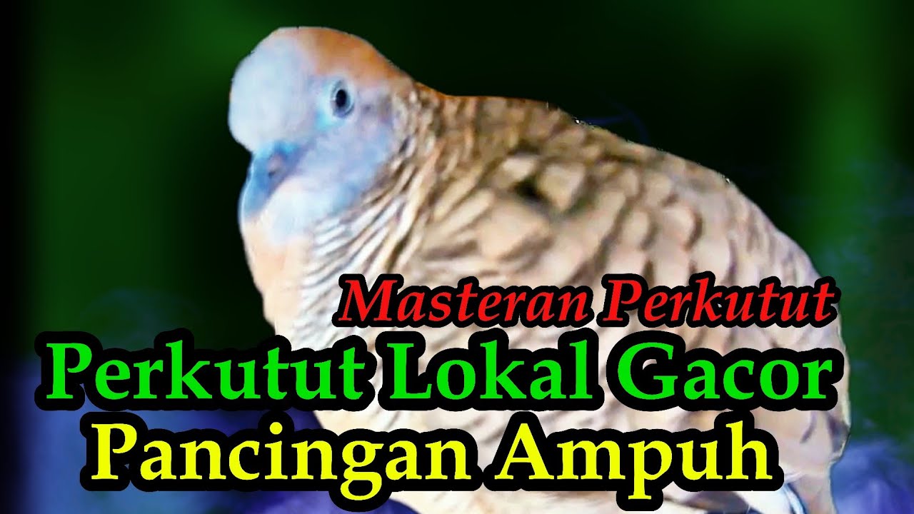 Perkutut Lokal Gacor Pancingan Ampuh#Perkututlokalgacor#kutut#perkututbangkok#masteranperkutut