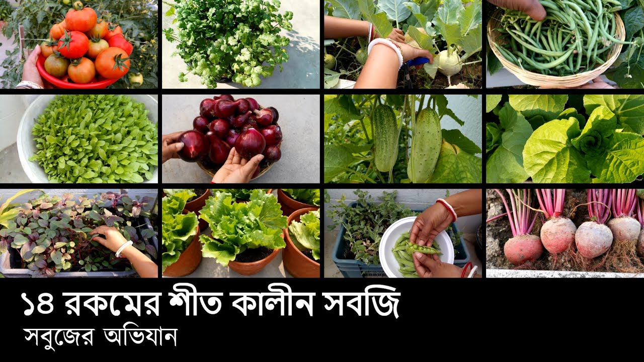শীত কালীন সবজি কি কি করবেন? কিভাবে করবেন? | Winter Vegetables | সবুজের অভিযান