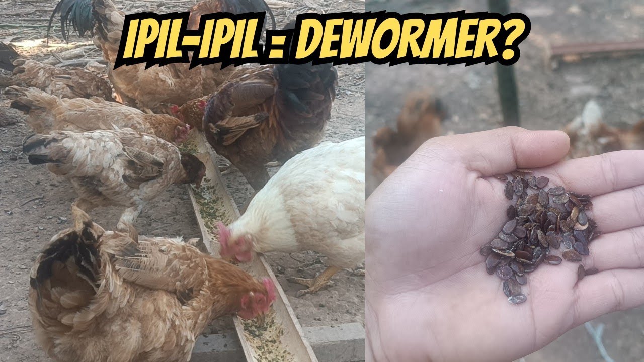 I Used Ipil-Ipil Seeds as a Natural Dewormer for My Chickens – Does It Really Work? #backyardfarming