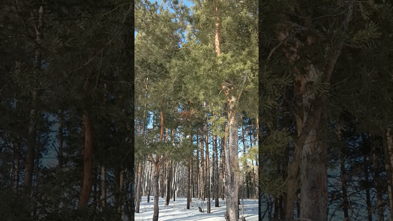 Зимний лес, winter forest, 冬季森林 kagubatan ng taglamig,