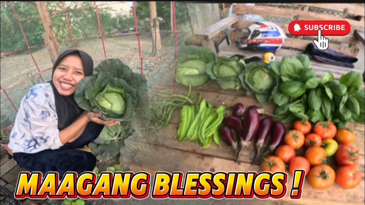 BACKYARD GARDENING || NAHARVEST NA NAMIN ANG HINIHINTAY NAMING REPOLYO!