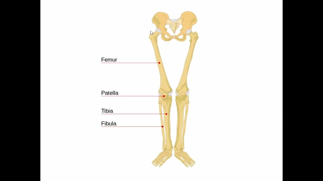 Navigating the Body - Hinge joint and Ball & Socket joint - Review for the MBLEx