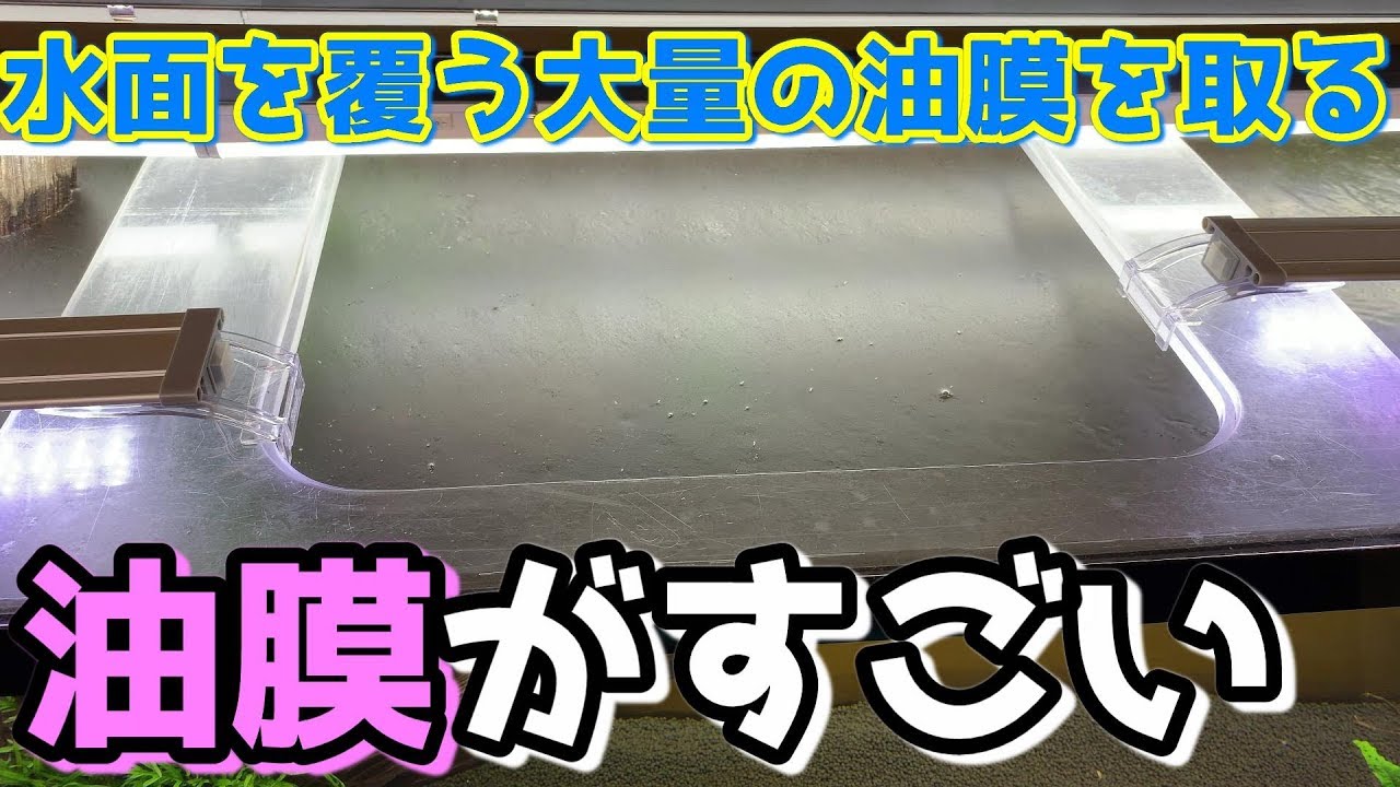 アクアリウム180㎝水槽の水面を覆いつくす大量の油膜を取る方法【油膜の取り方】How to Stop Oil Films.