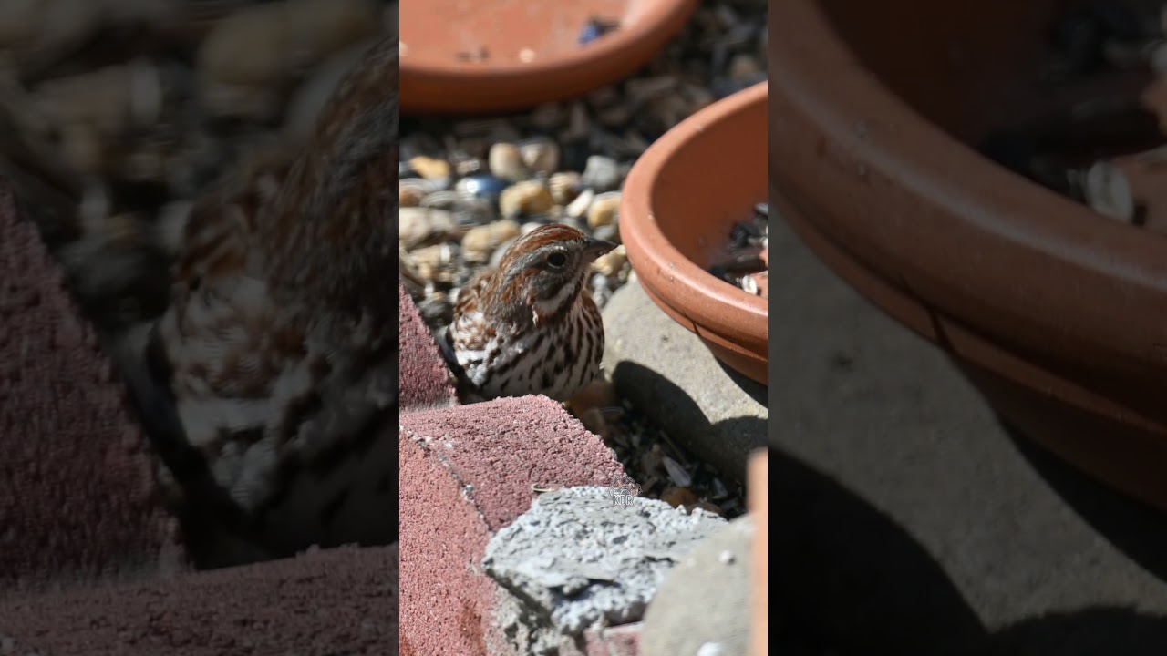 Song sparrow foraging #shorts