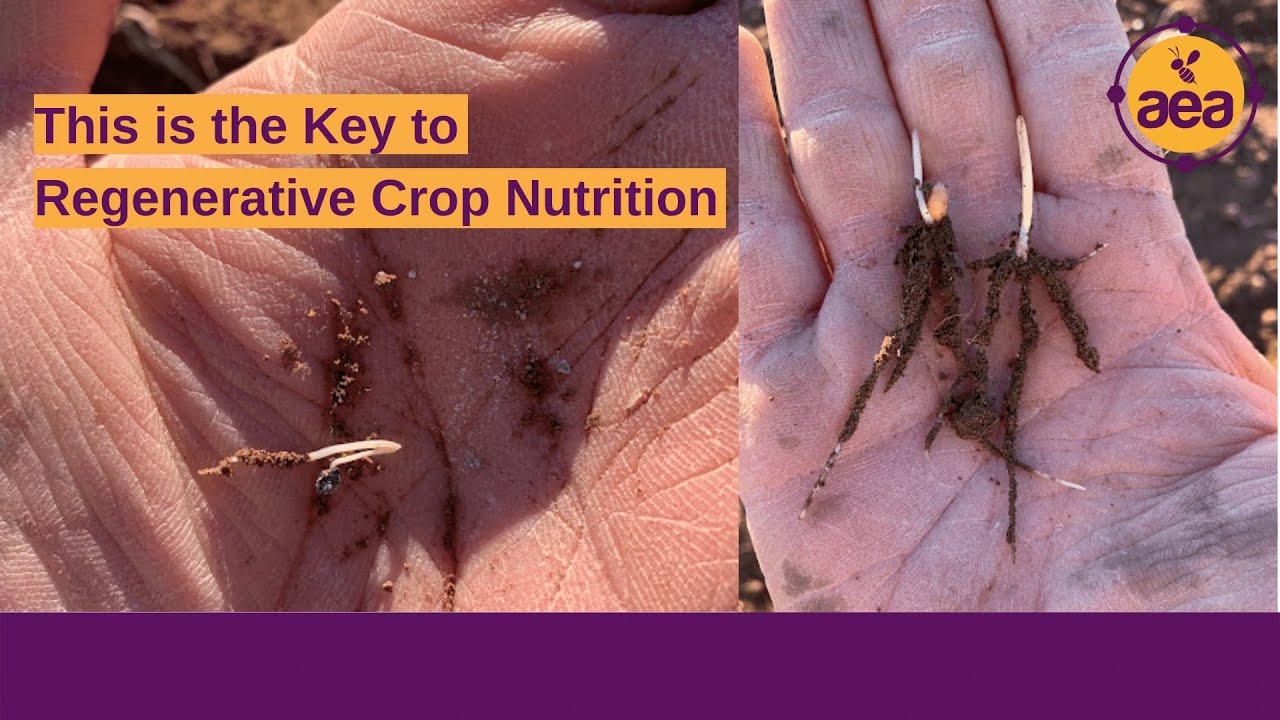 The Key to Regenerative Crop Nutrition | Establishing Biology at Planting to Supply Nutrients