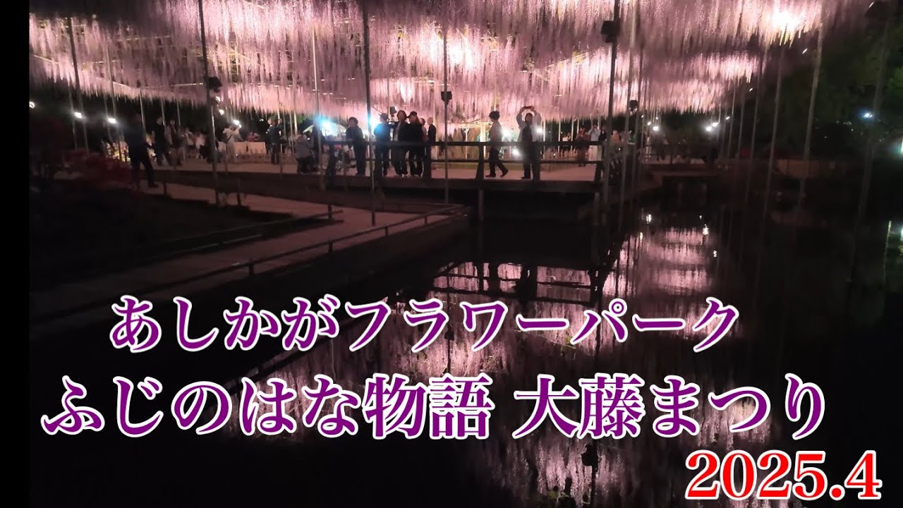 【#あしかがフラワーパーク 】 ゴールデンウィークに奇跡の大藤が満開‼️ ふじのはな物語 大藤まつり 2025 夕暮れからライトアップまで🔦