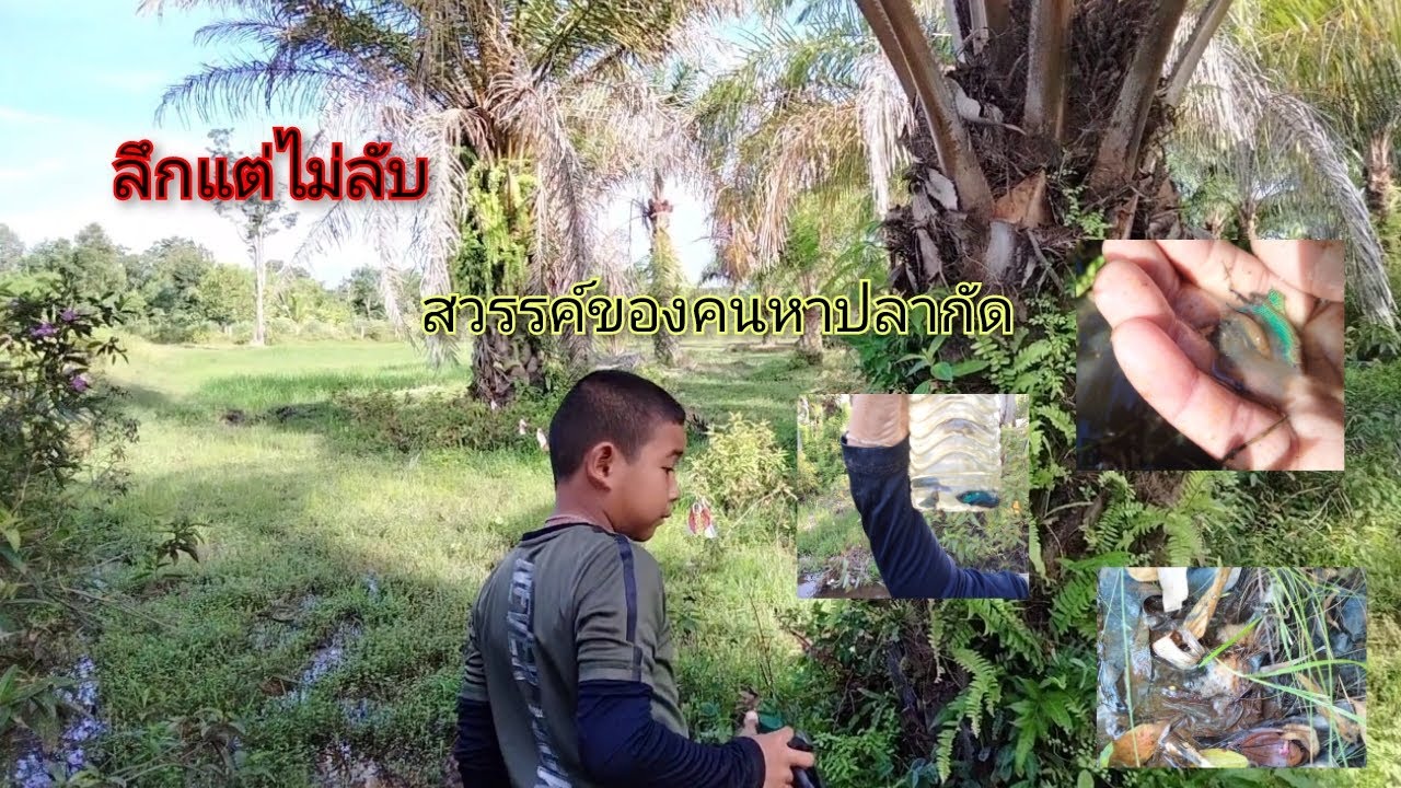 ลึกแต่ไม่ลับปลากัดสวนปร์ามสวรรค์ของคนหาปลา#ว่างอีหลี#ปลากัดป่า#bettafish