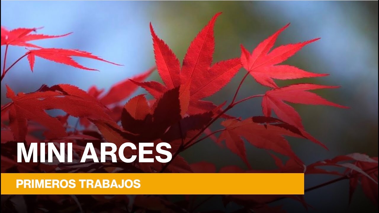 MINI ARCES: PRIMEROS TRABAJOS