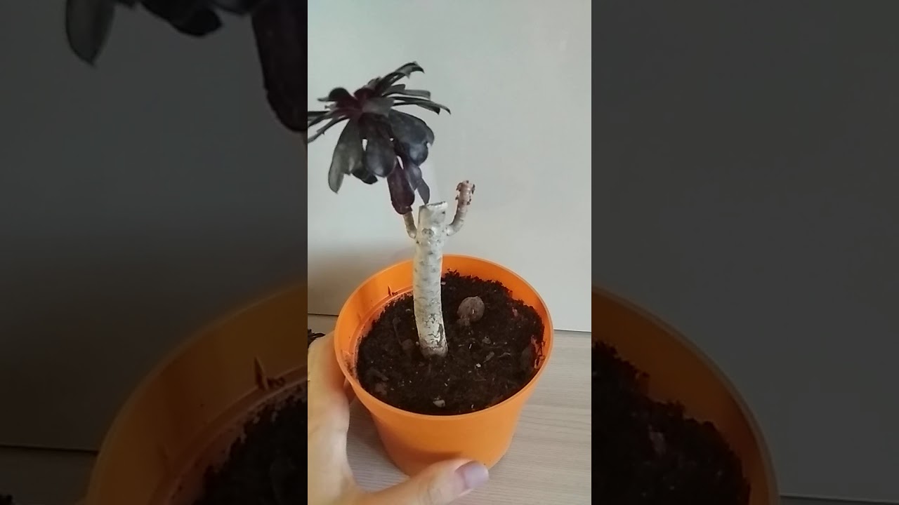 Эониум растет как сумасшедший 😱