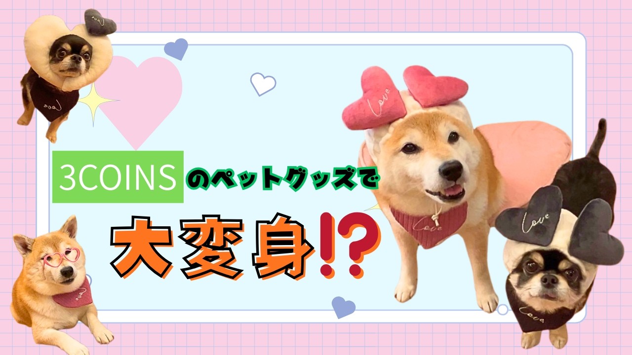 3COINSのペットグッズで大変身!?